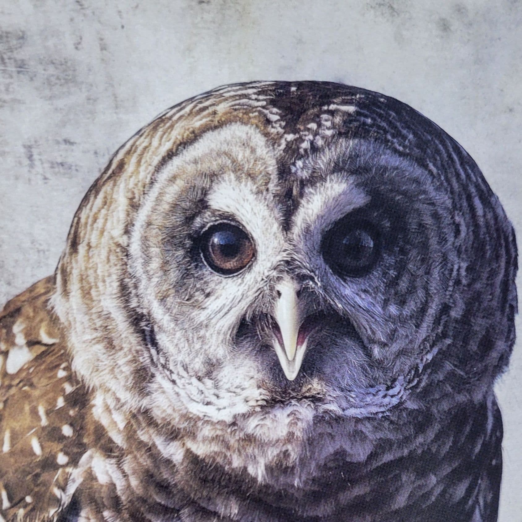 Chitters, the Barred Owl