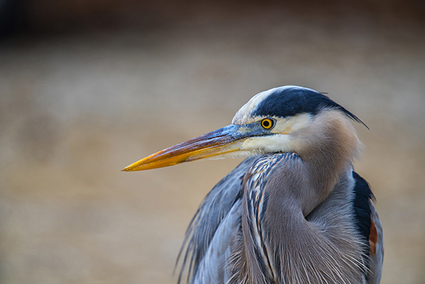 An adult great blue heron standing